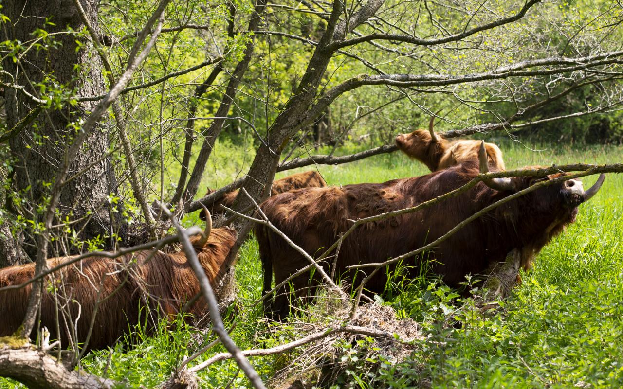 Schotse Hooglanders schuren langs takken