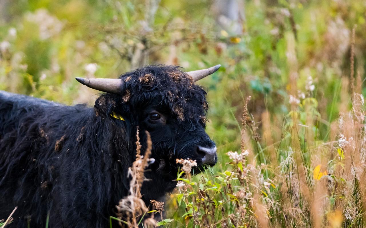Schotse Hooglander