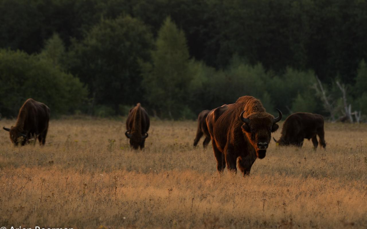 Wisentenkudde op de Veluwe