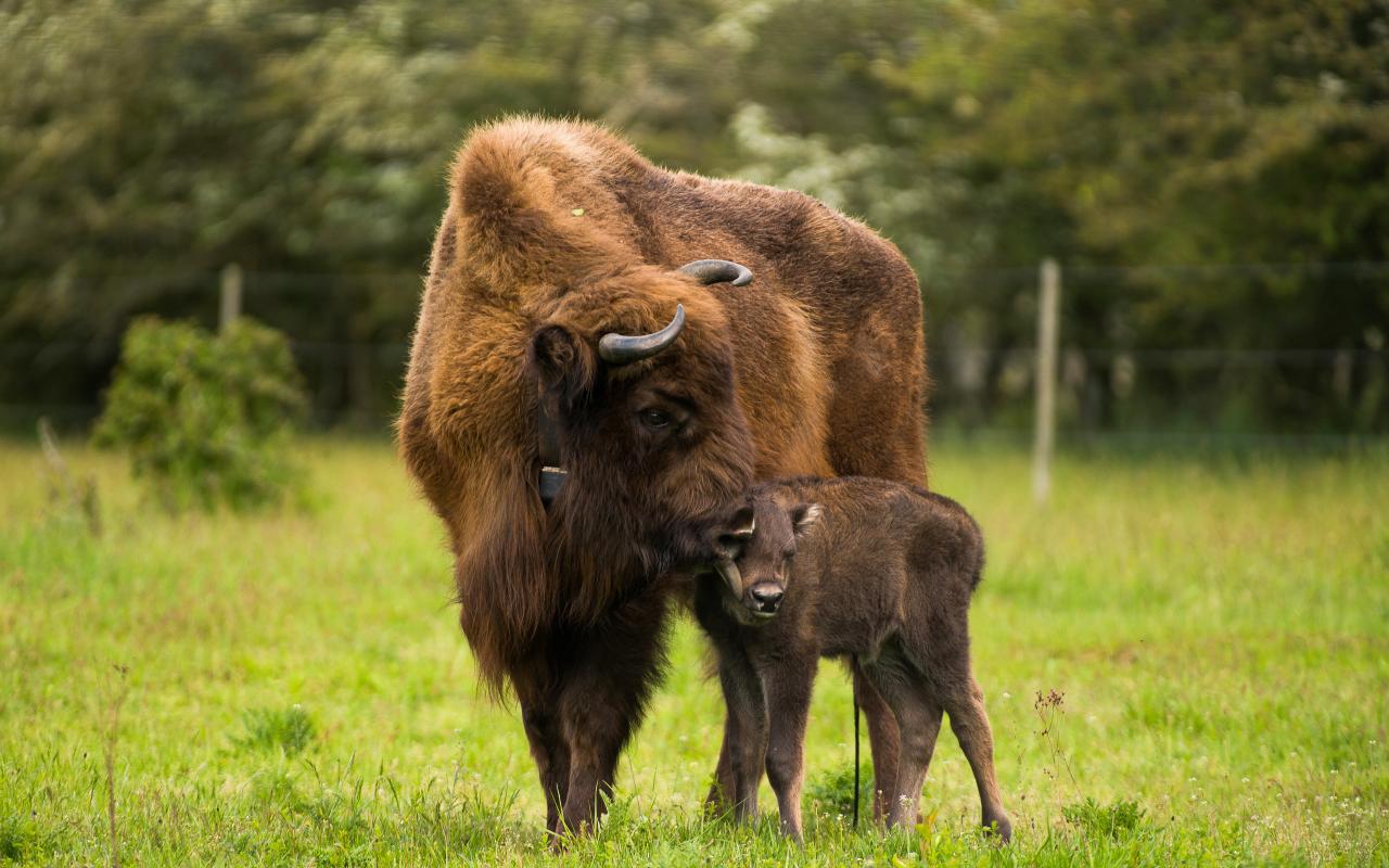 Wisent met kalf