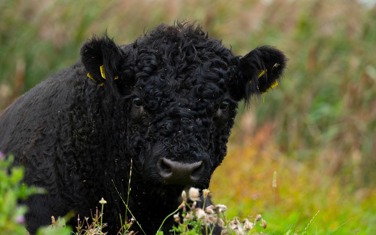 Galloway