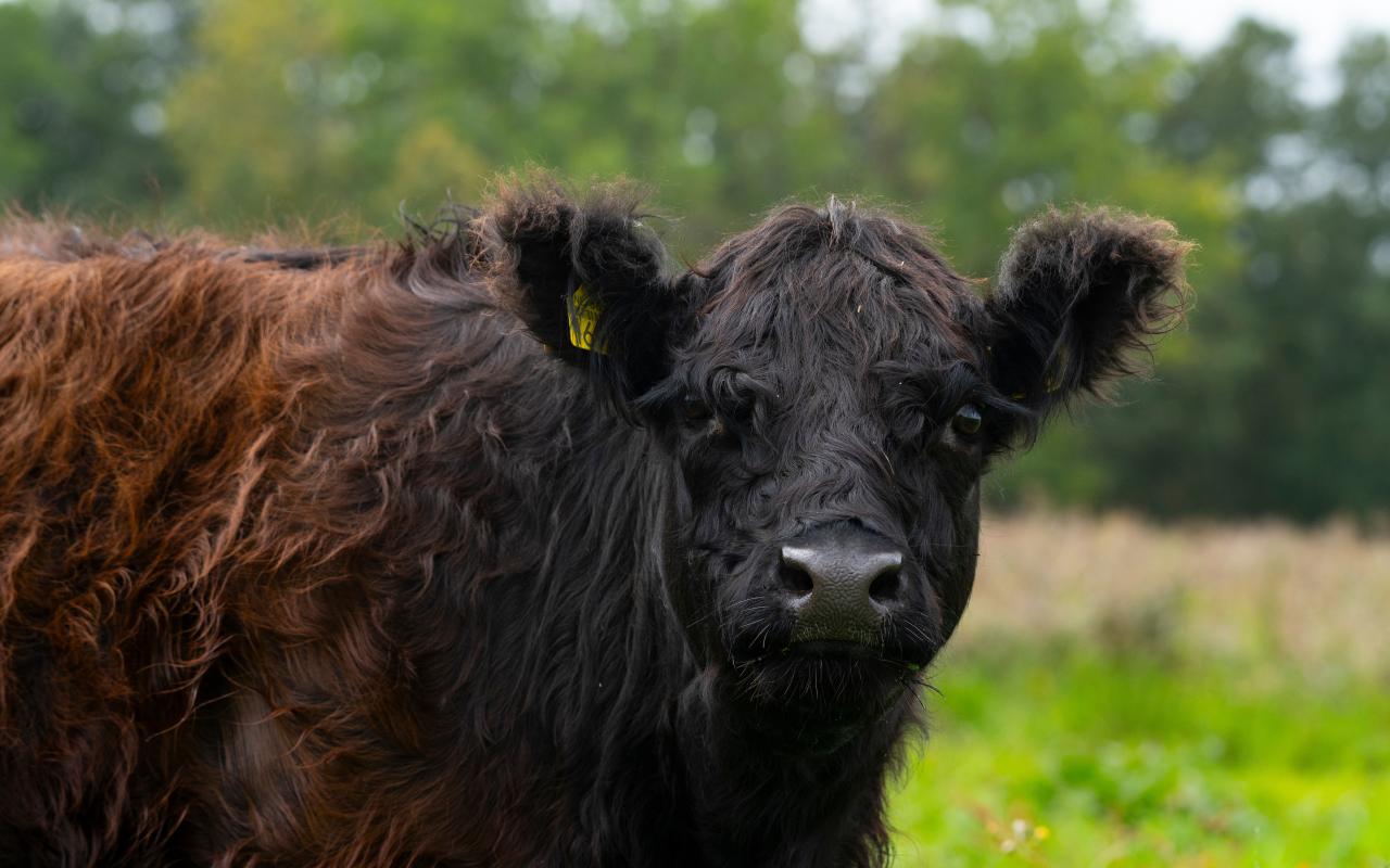 Galloway