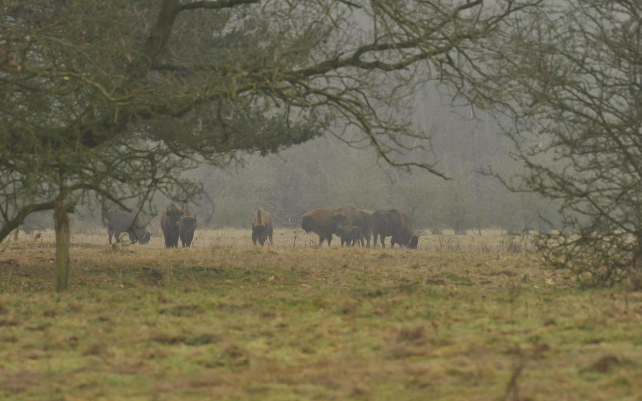 Wisent in mist. Siegi van Mil