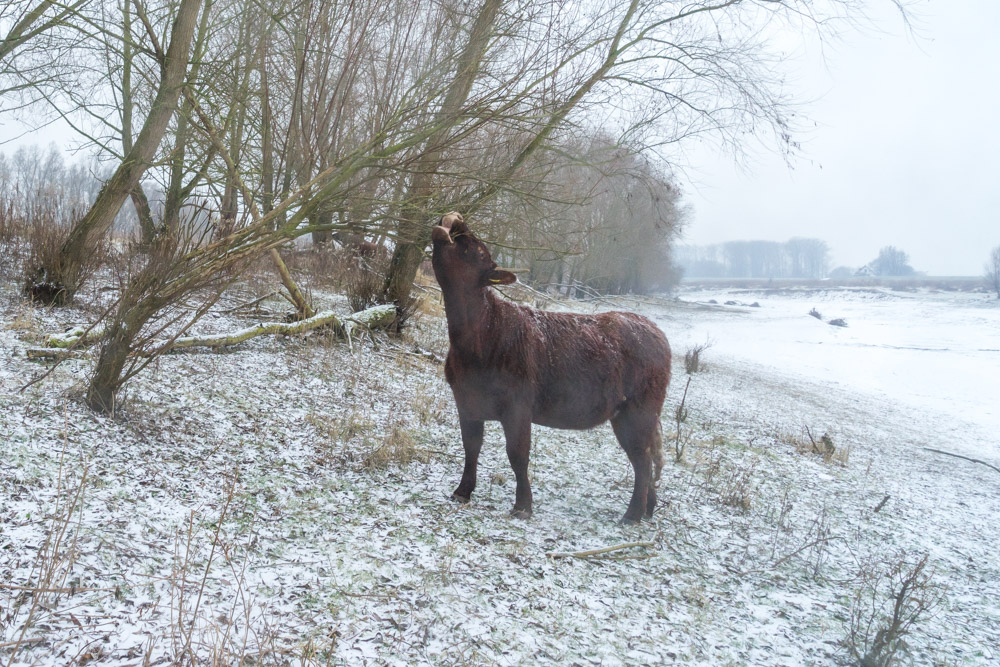 Rode Geus eet boombast