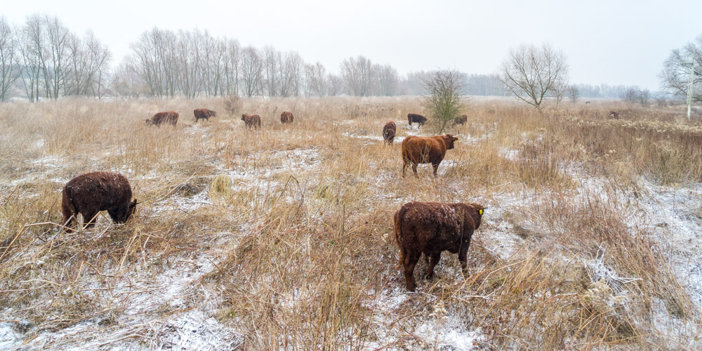 Rode Geuzen in winters landschap