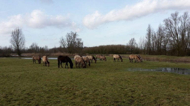 Koniks en Rode Geuzen in het Munnikenland