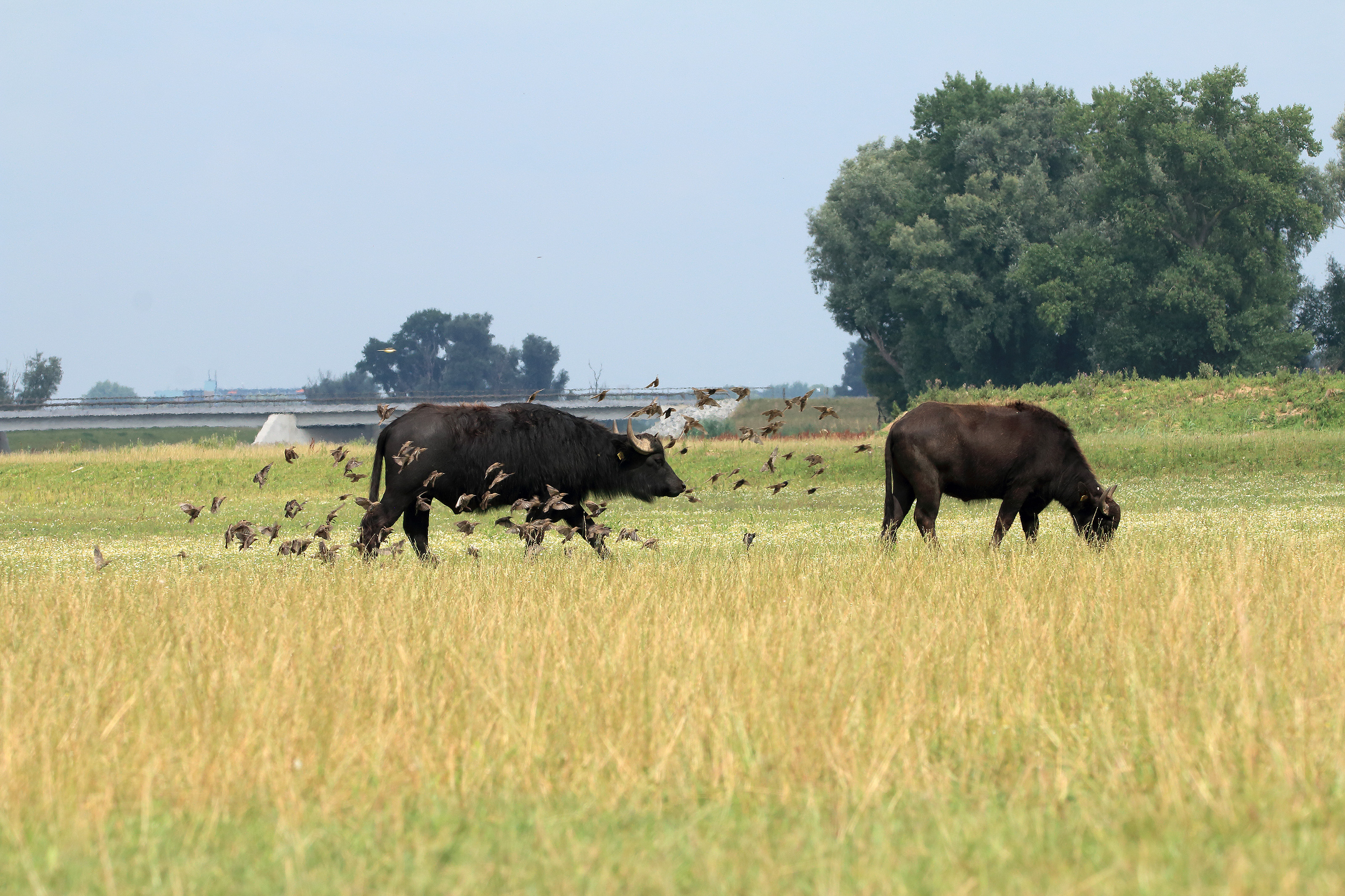 Waterbuffel omringd door spreeuwen in de Noordwaard