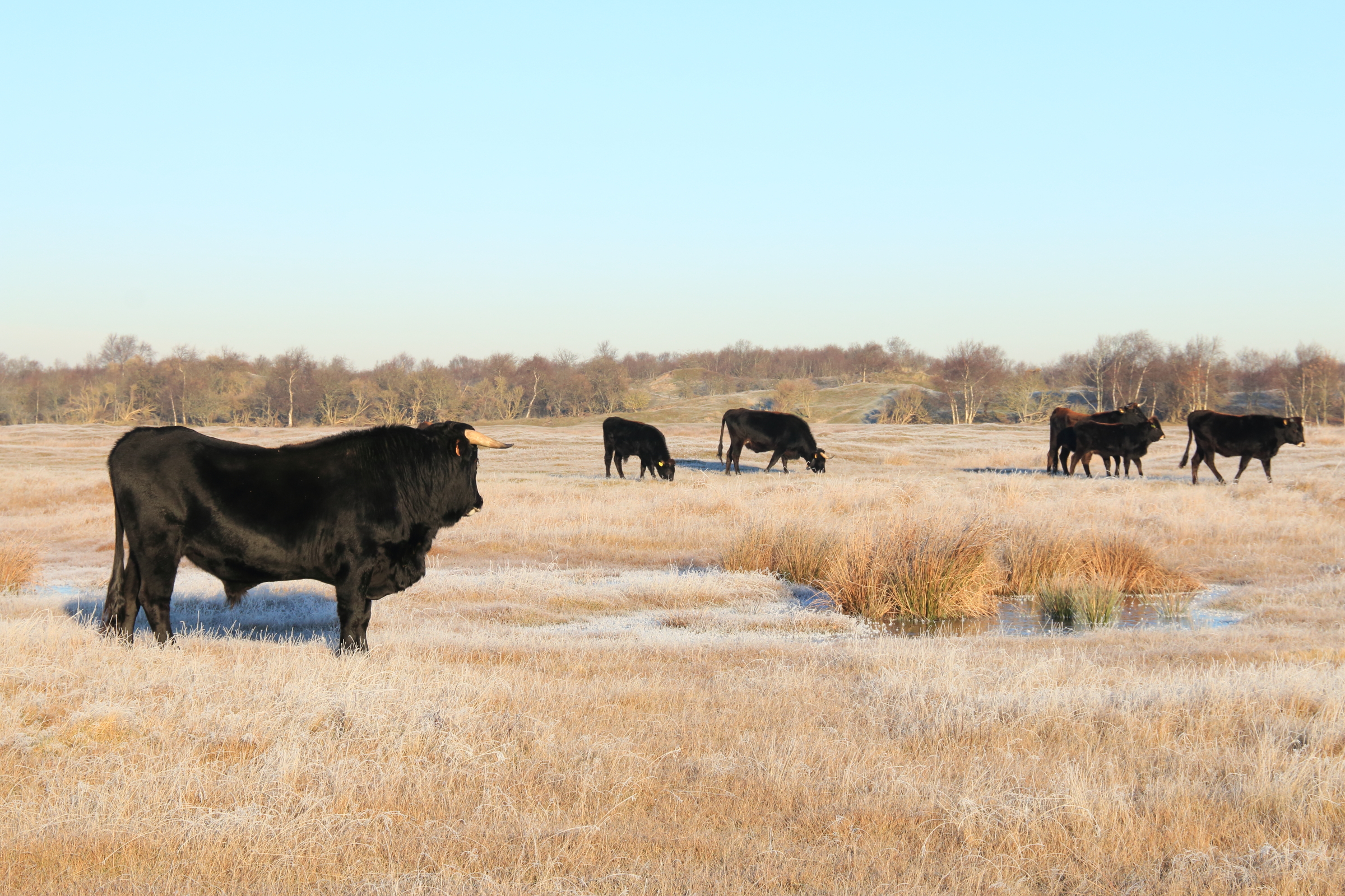 Sayaguesa op winters Schiermonnikoog