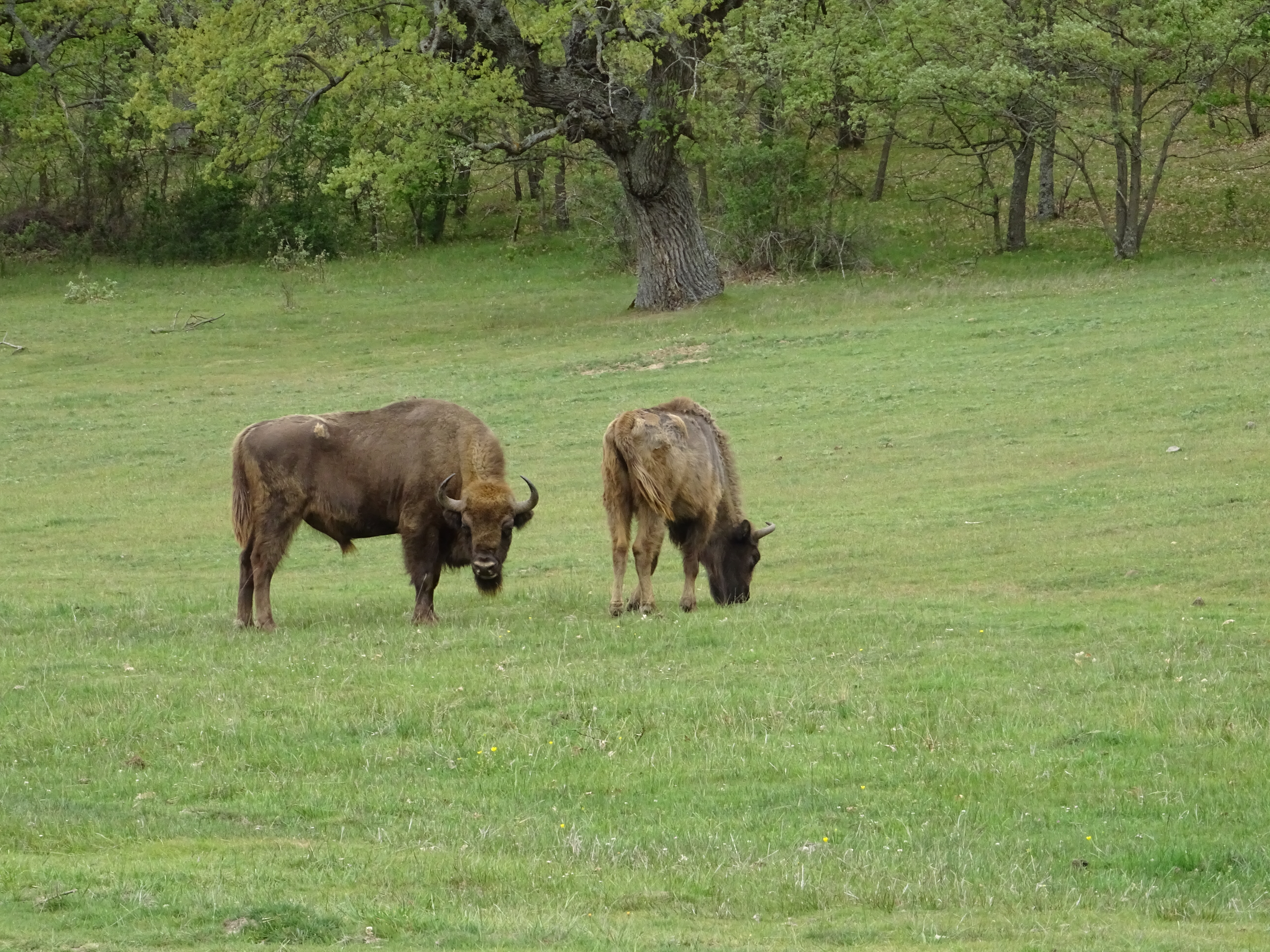 Wisenten in Atapuerca Spanje