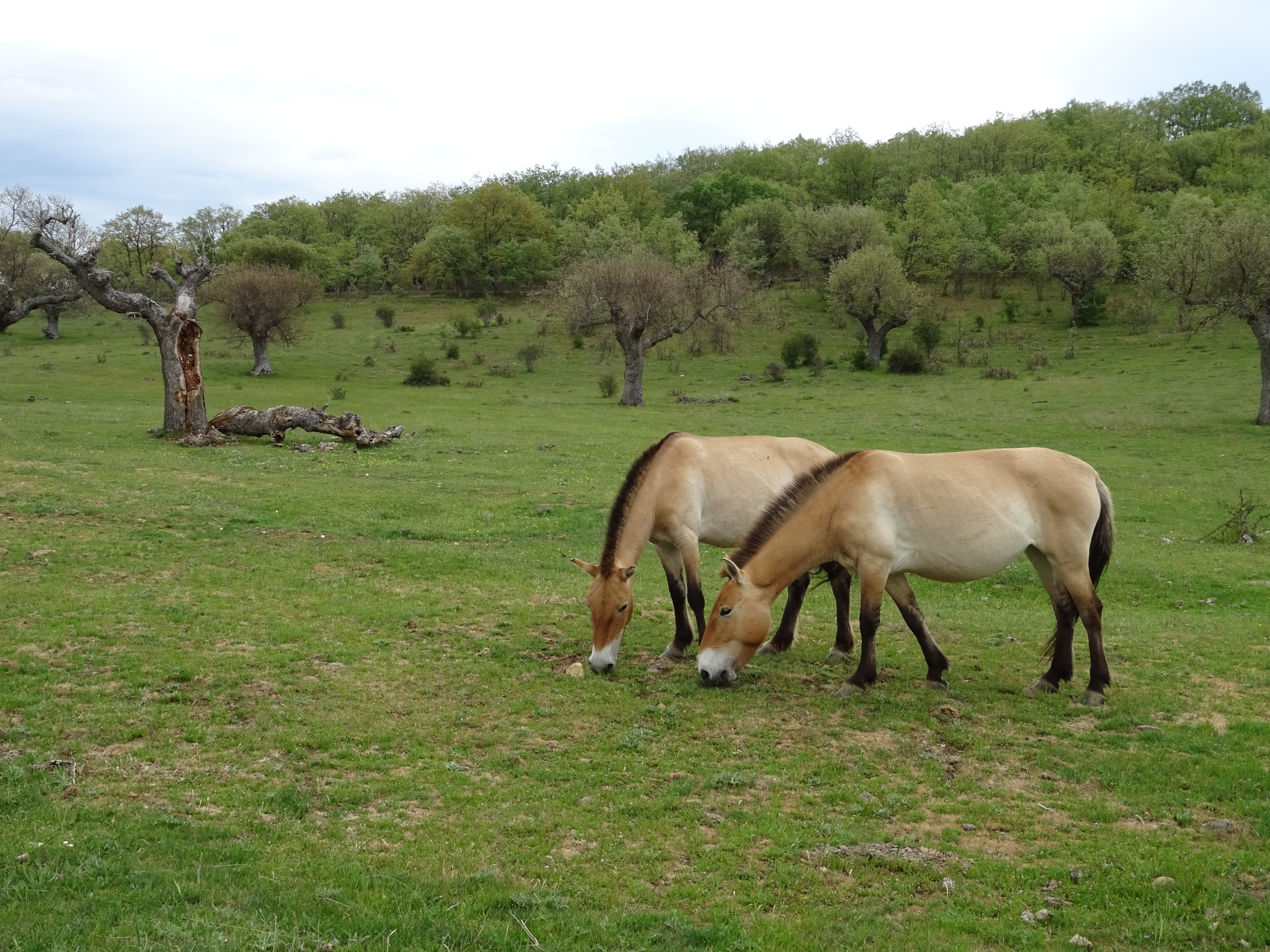 Przewalskipaard in Atapuerca Spanje