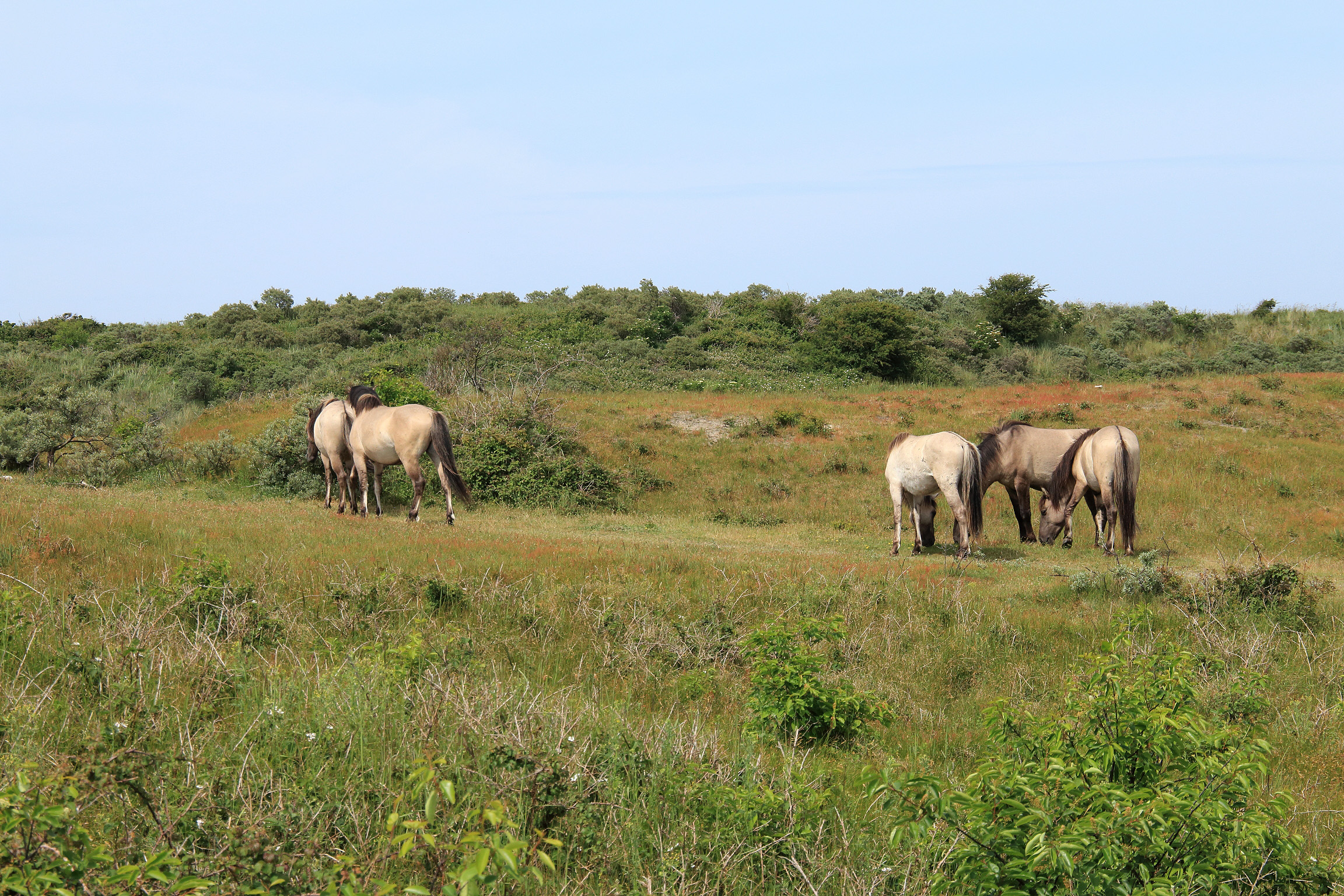 Koniks in de voedselarmere duinen van Oranjezon