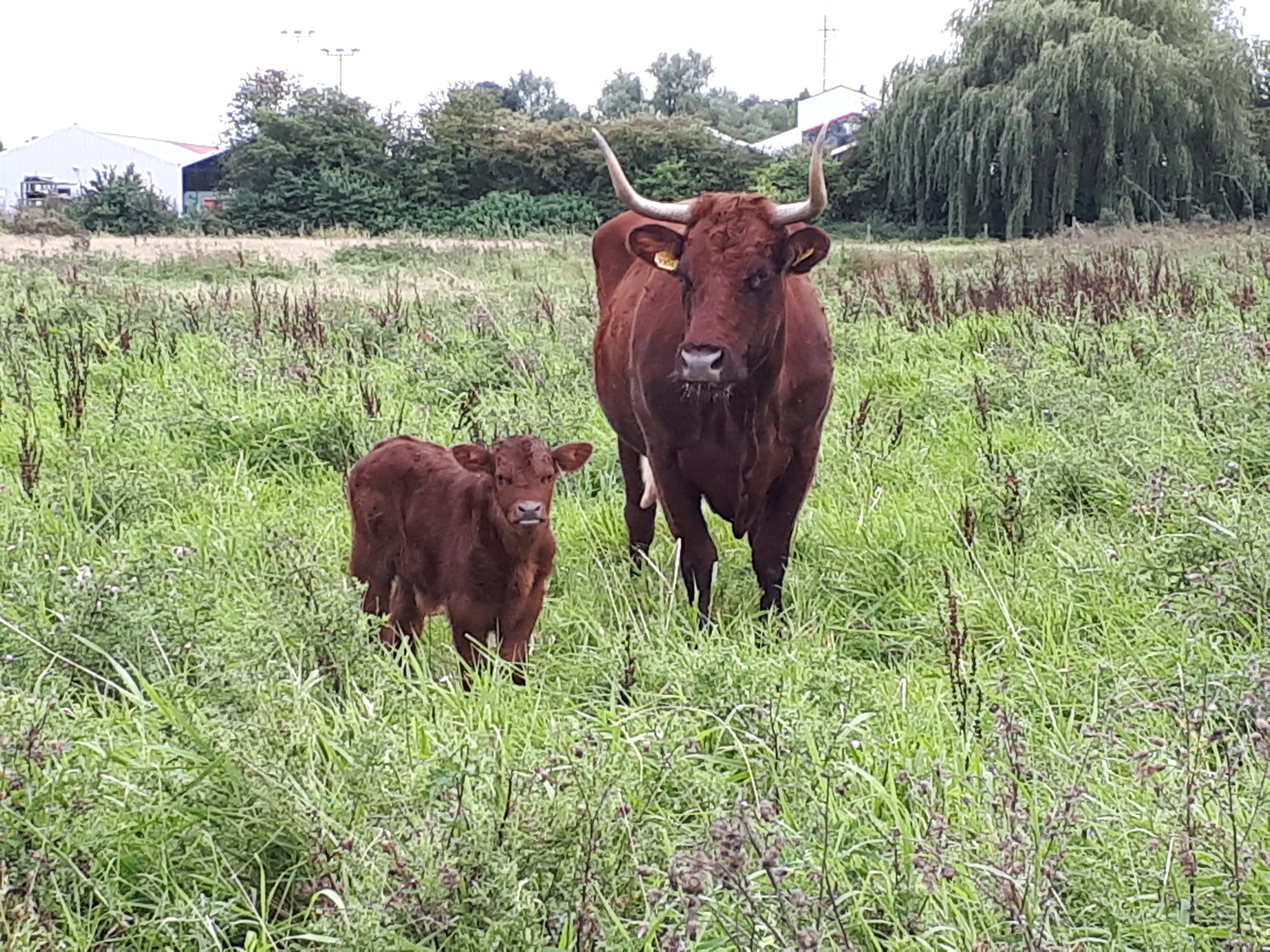 Koe met kalf in het kanaalpark