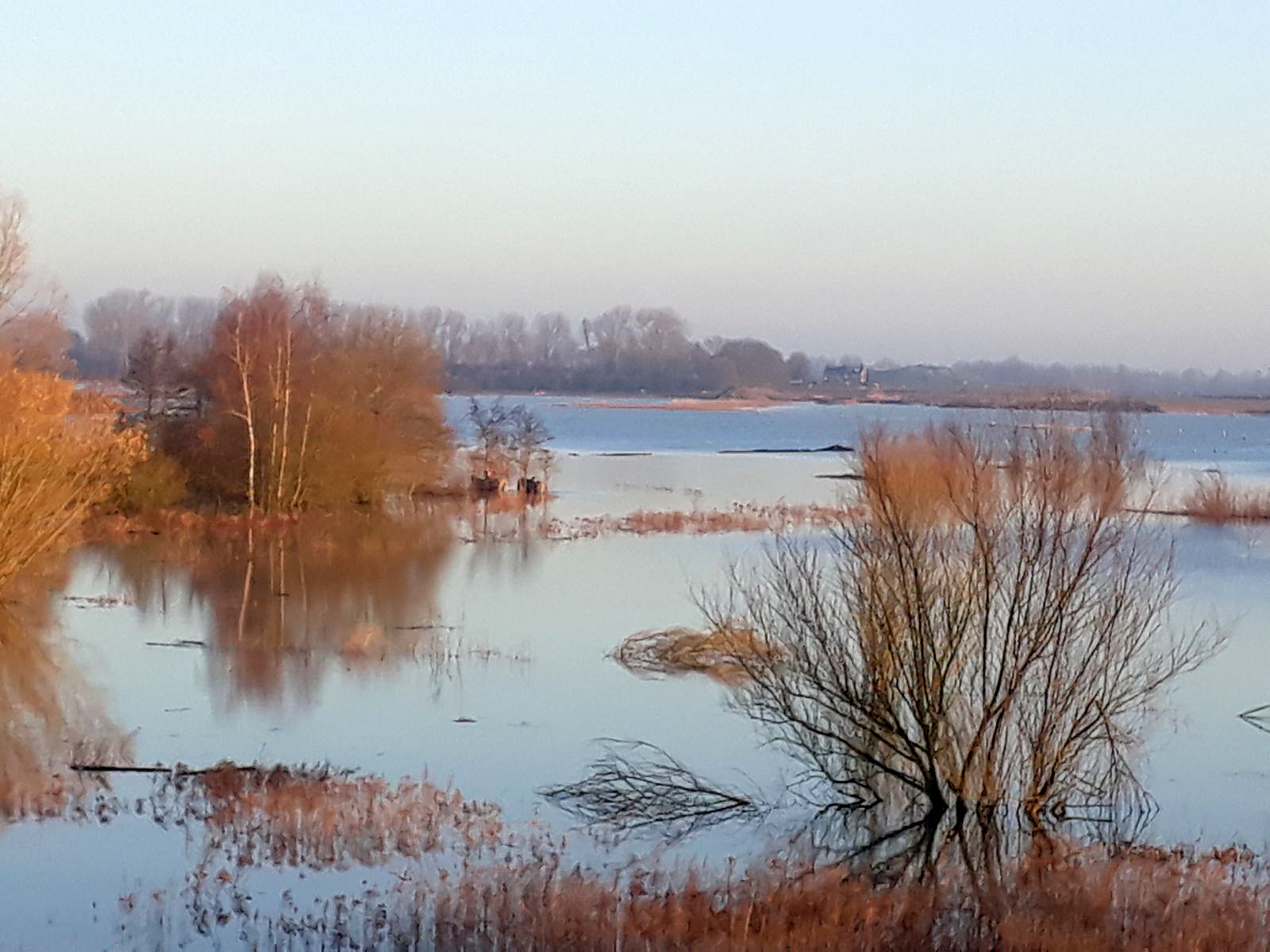 Koniks te water Millingerwaard