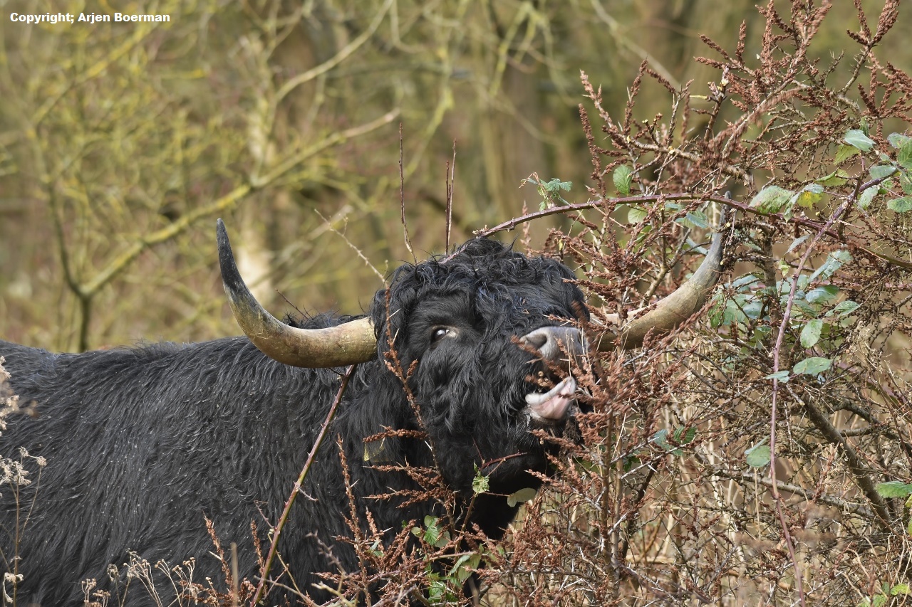 Schotse Hooglander stier eet van duindoorn