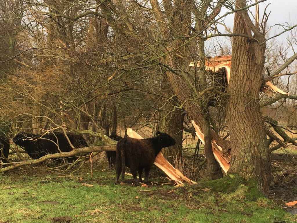 Galloways profiteren van storm Naardermeer