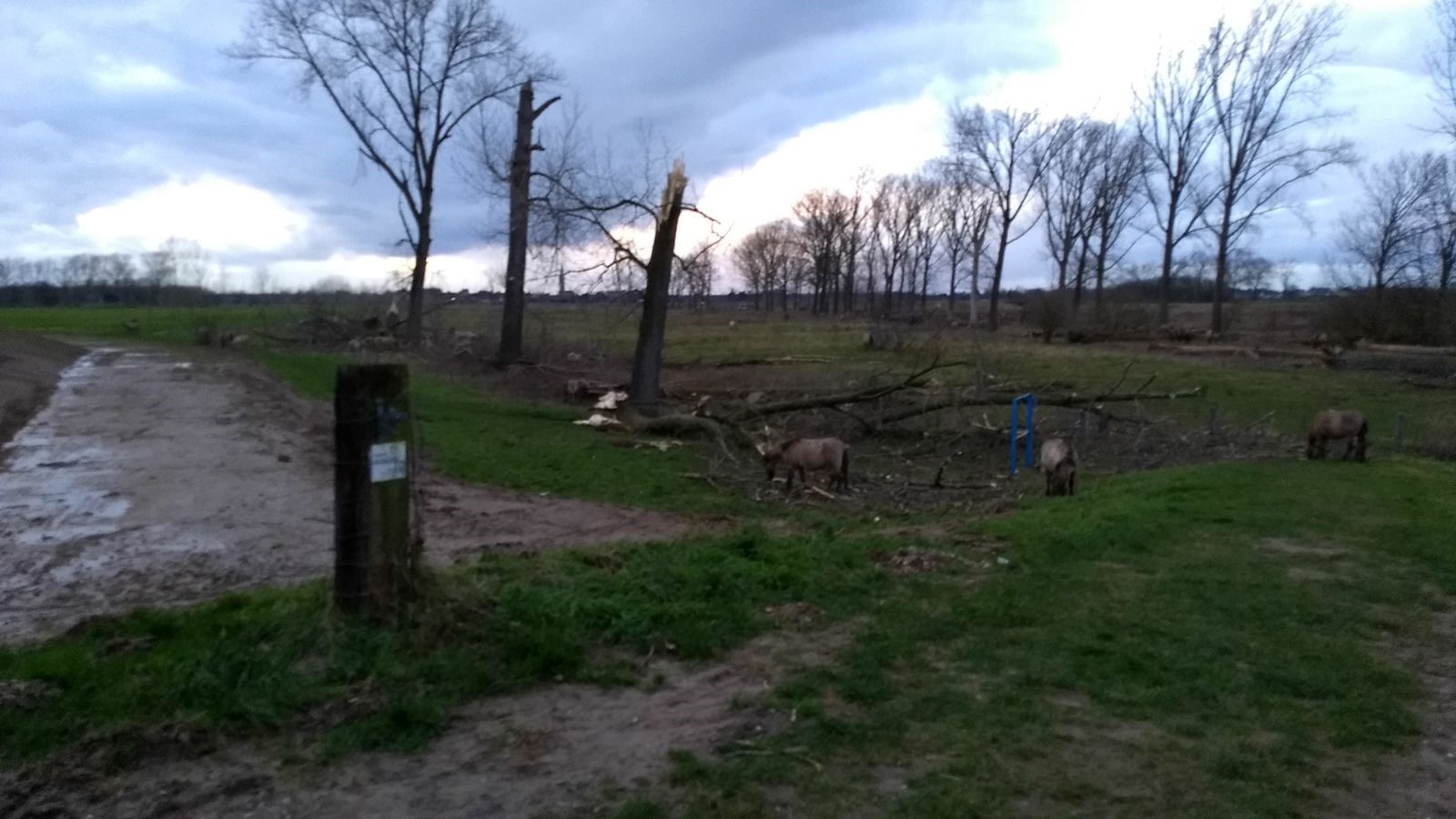 Koniks op de rug eten van omgewaaide bomen