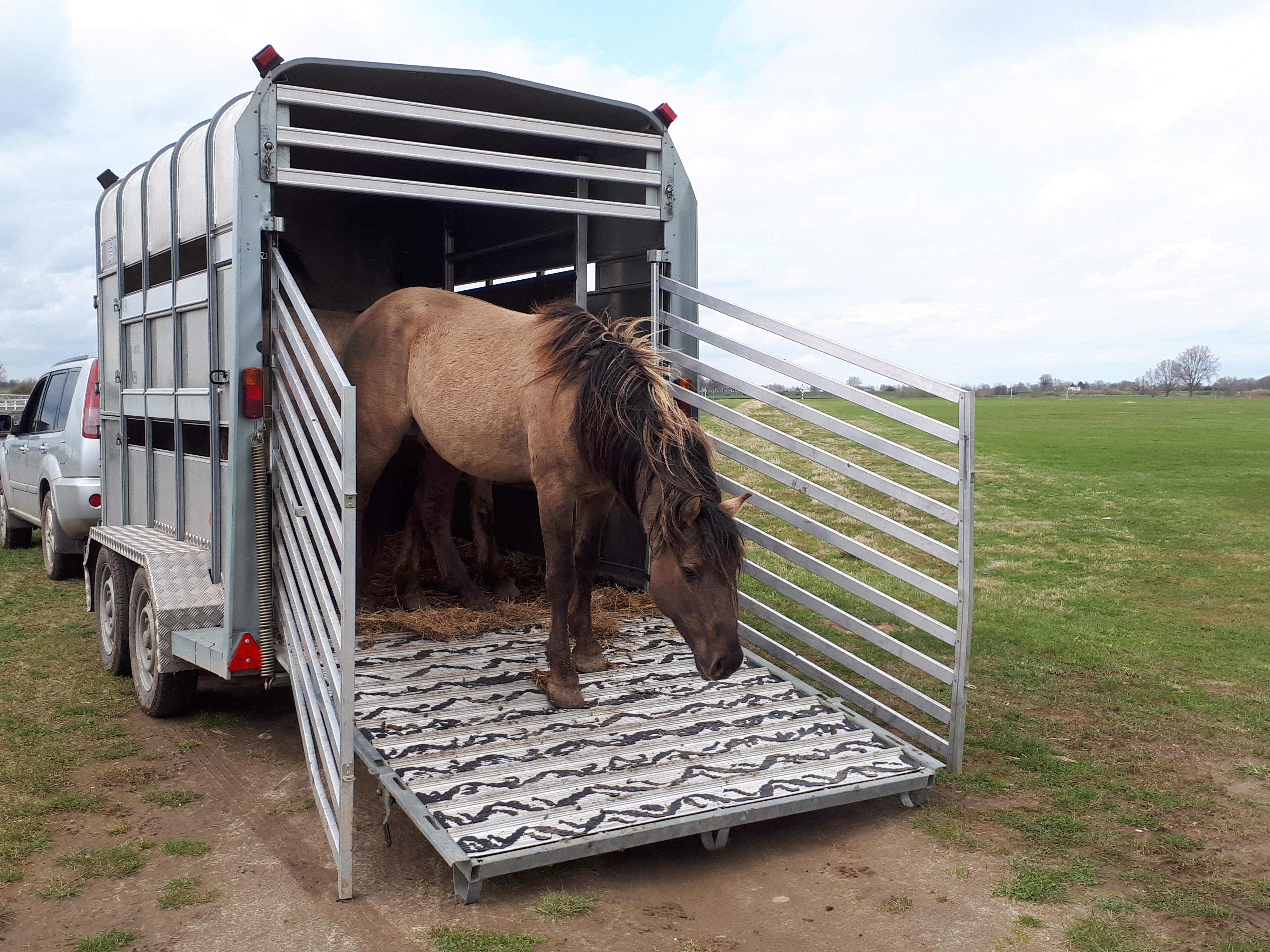 Lossen koniks in de Koornwaard, Kanaalpark