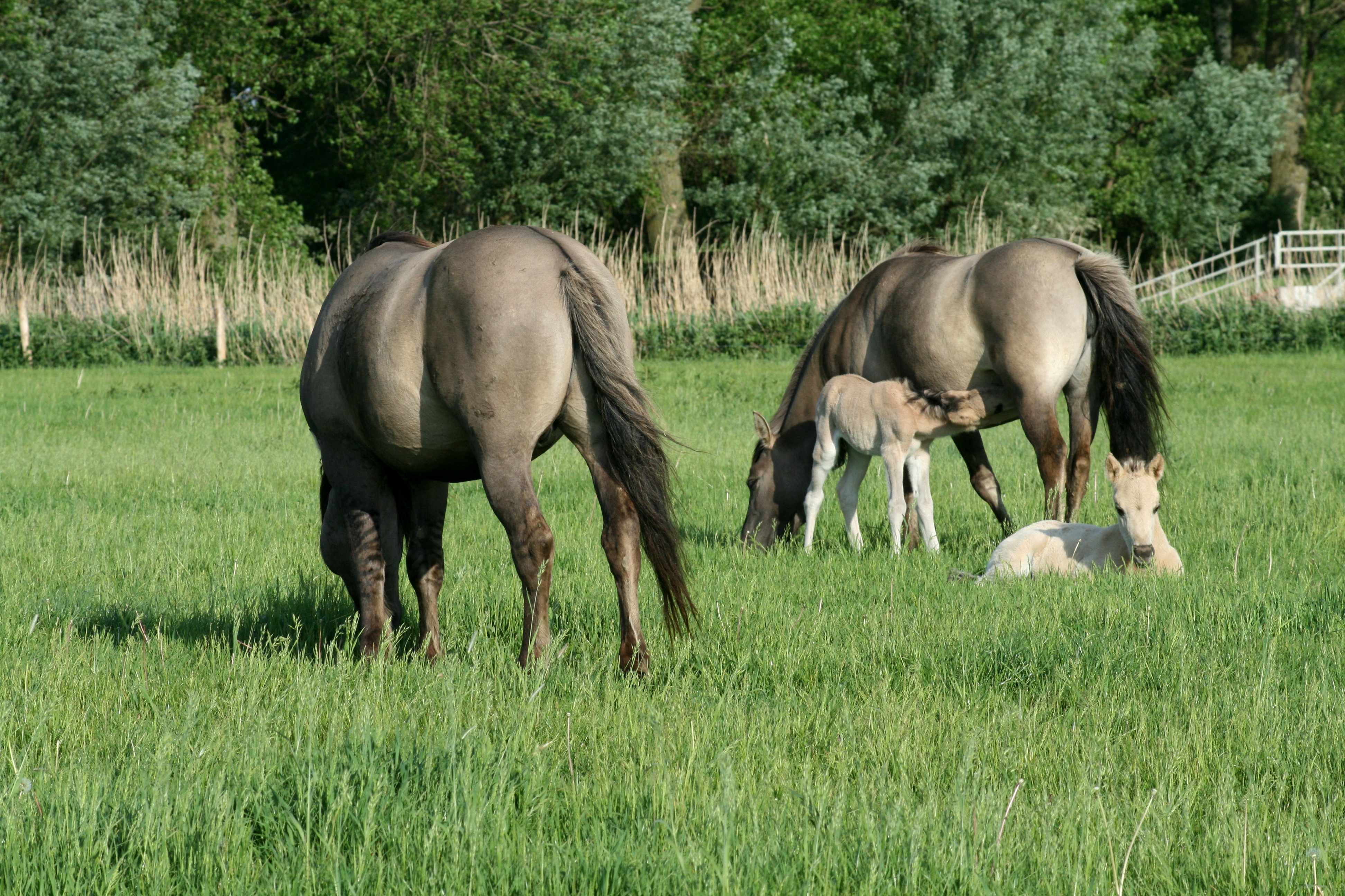Konikmerrie adopteert veulen Kanaalpark 2