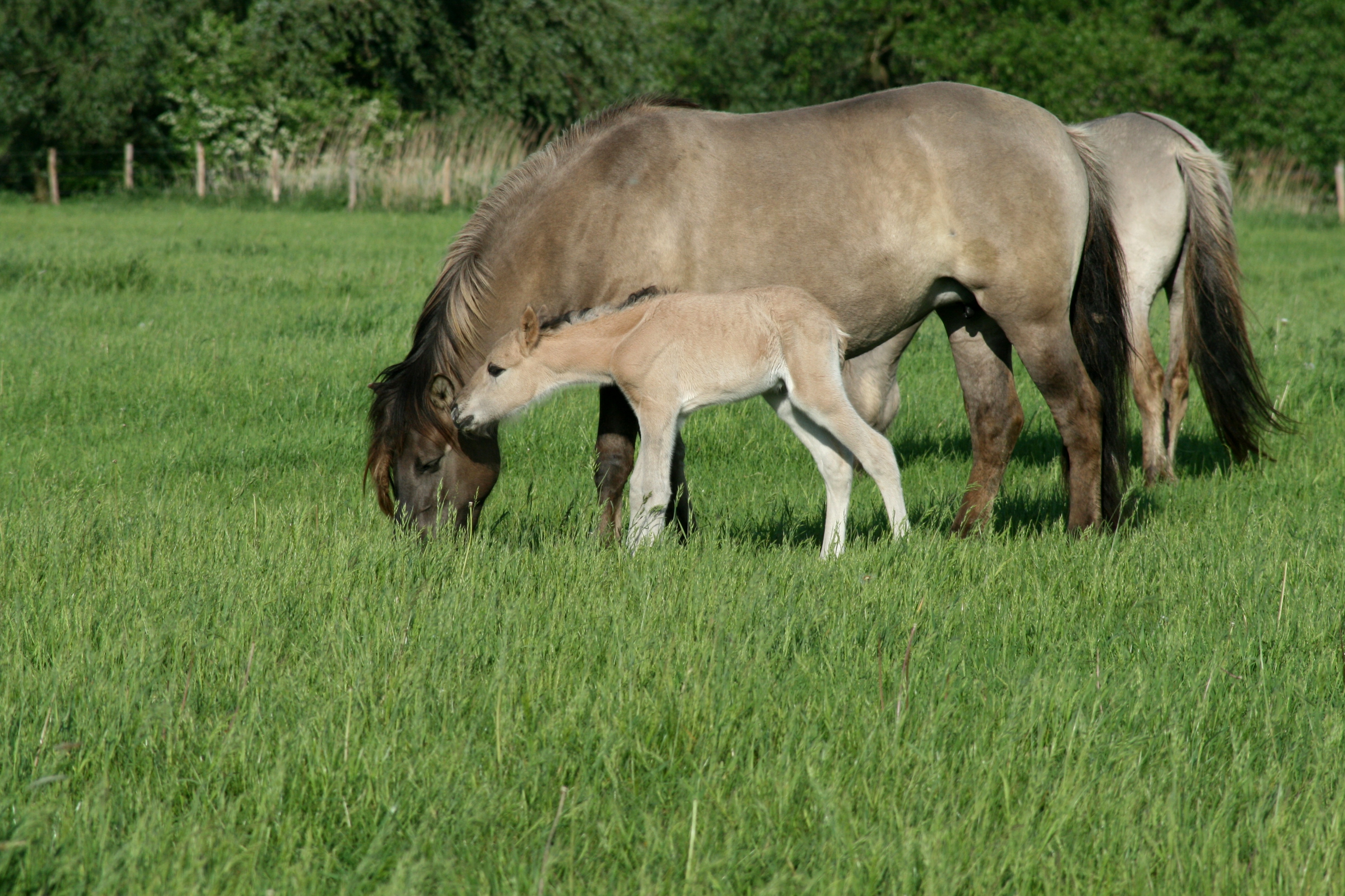 Konikmerrie adopteert veulen Kanaalpark 3