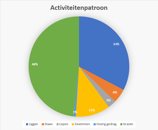 Waterbuffels activiteitenpatroon