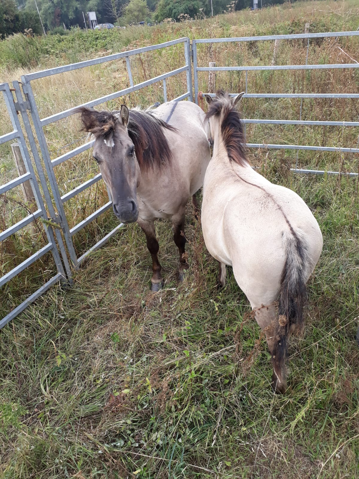 Koniks Waalstrand in de kraal