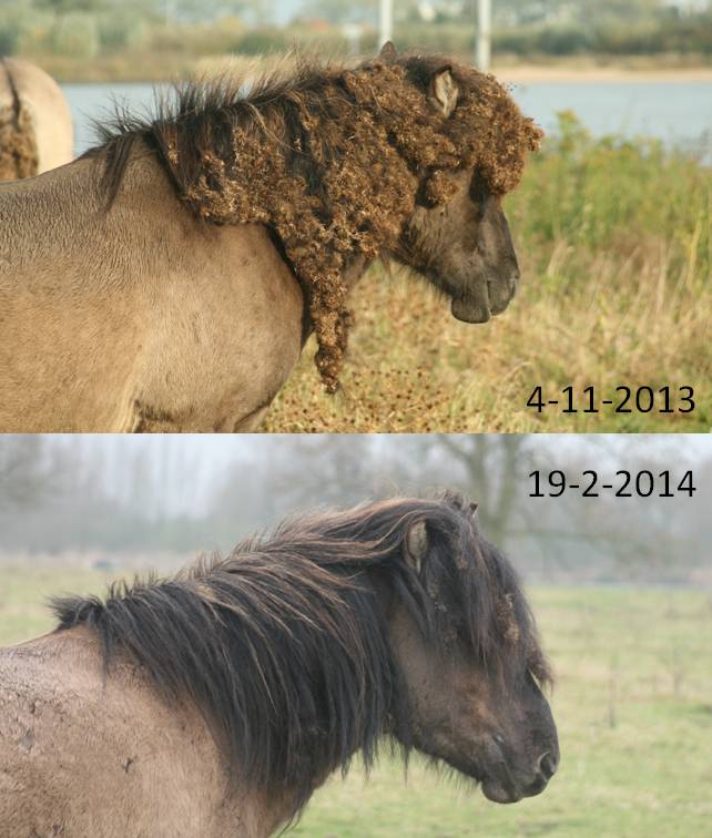 Koniks met en zonder klissen in de Manen Loevestein