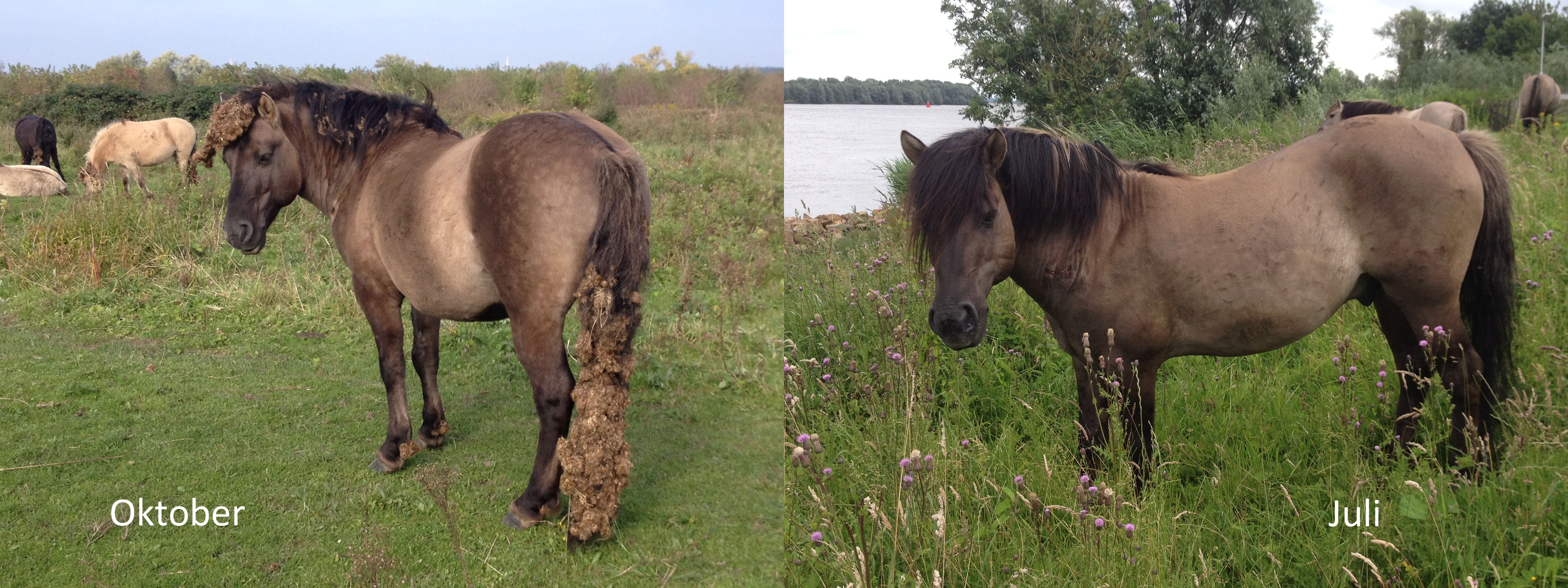 Konik met en zonder klissen