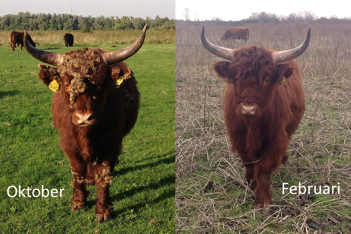 Hooglanders met Klissen
