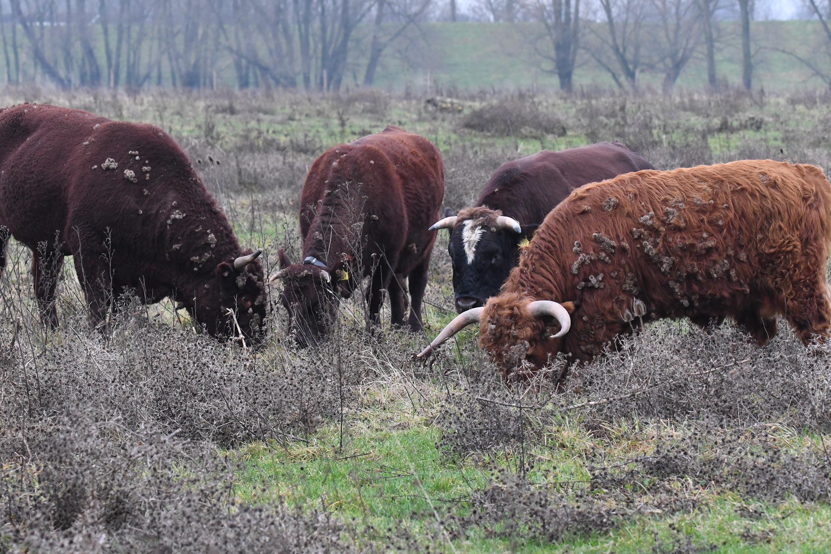 Hooglander integreert in kudde Geuzen