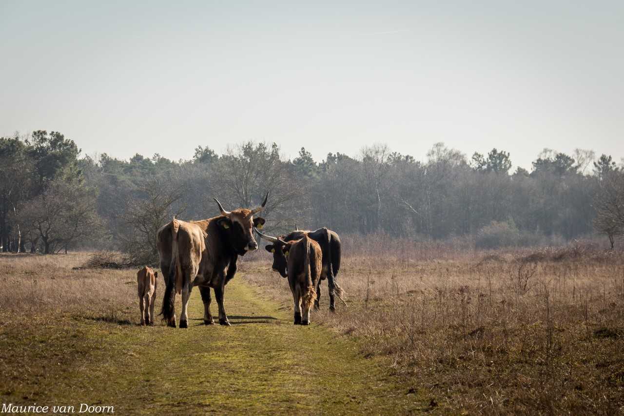 Taurossen vinden hun weg in het wengebied