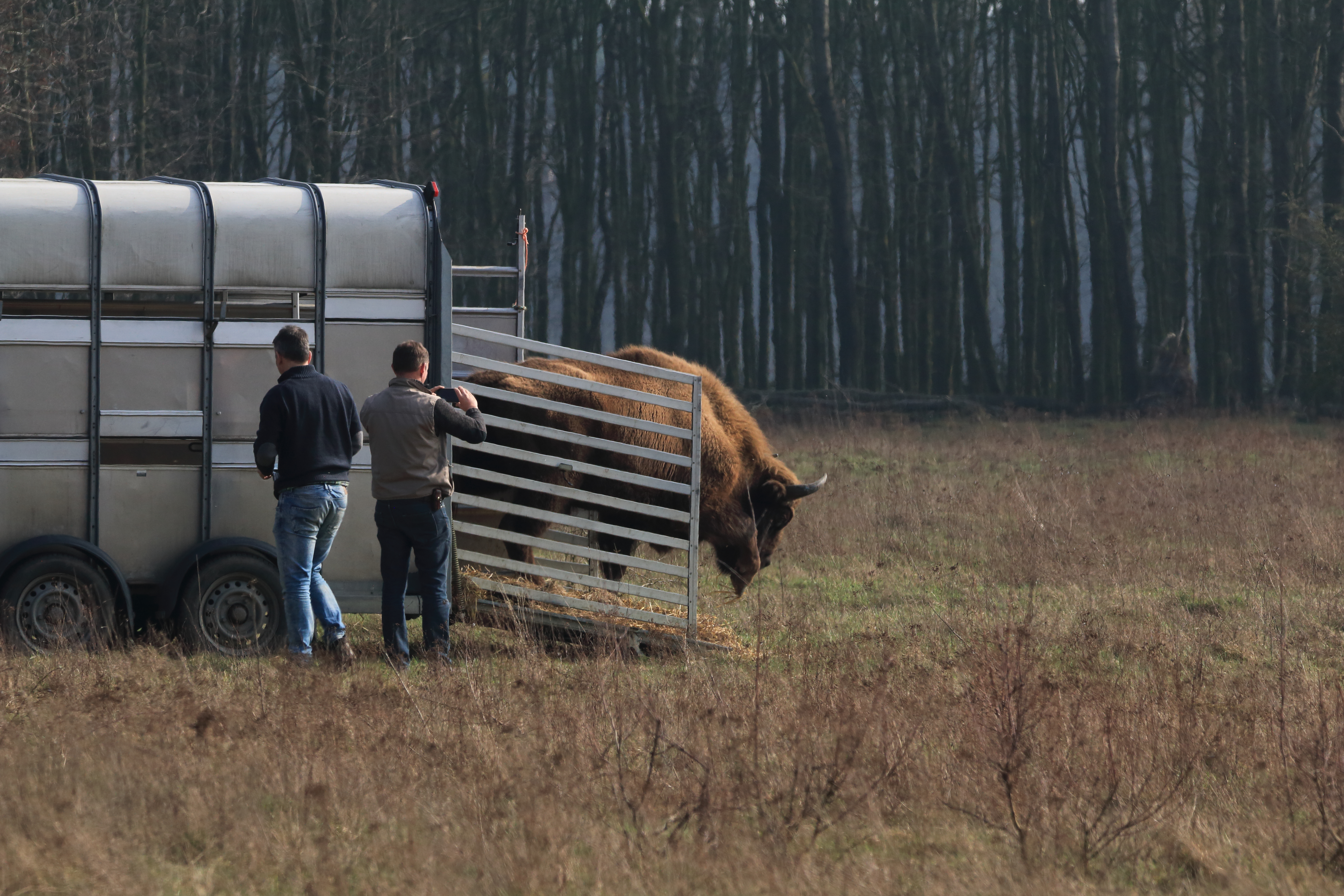 Wisentstier stapt van de trailer in de Maashorst