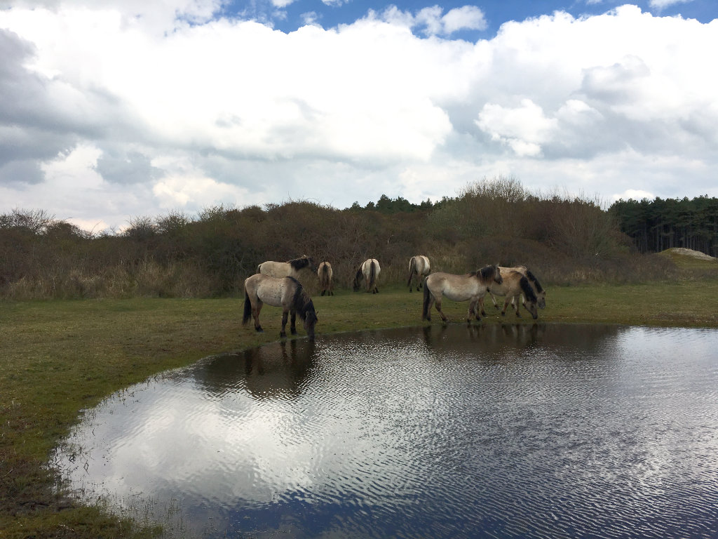 Koniks bij Poel Oranjezon