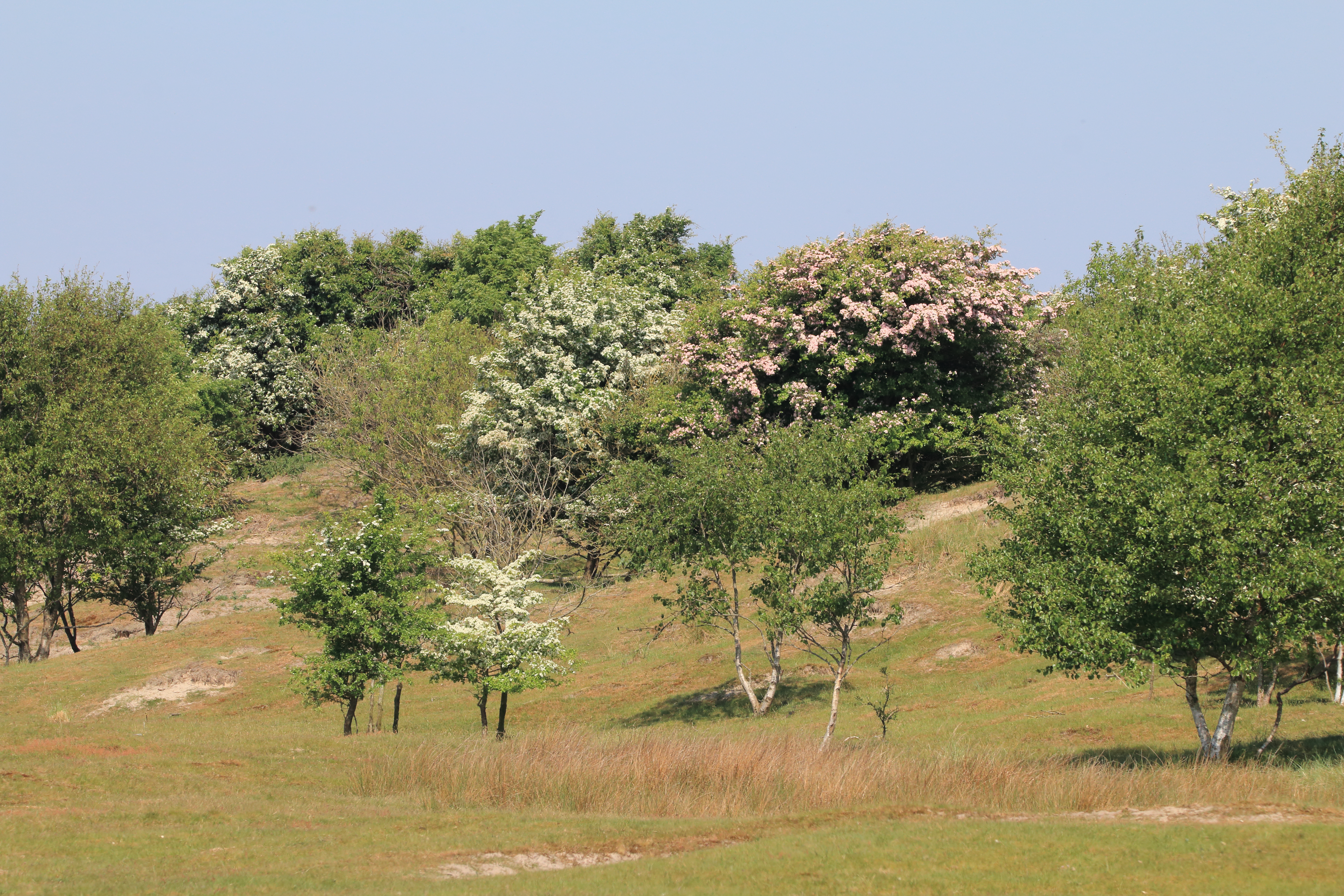 Bloeiende meidoorns op Schiermonnikoog