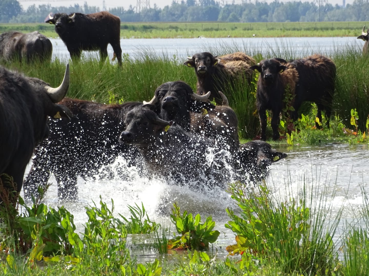 Waterbuffelstiertje spetteren vrolijk in het rond