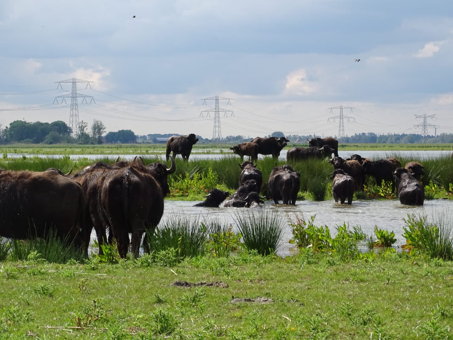 Kudde waterbuffels steekt kreek over