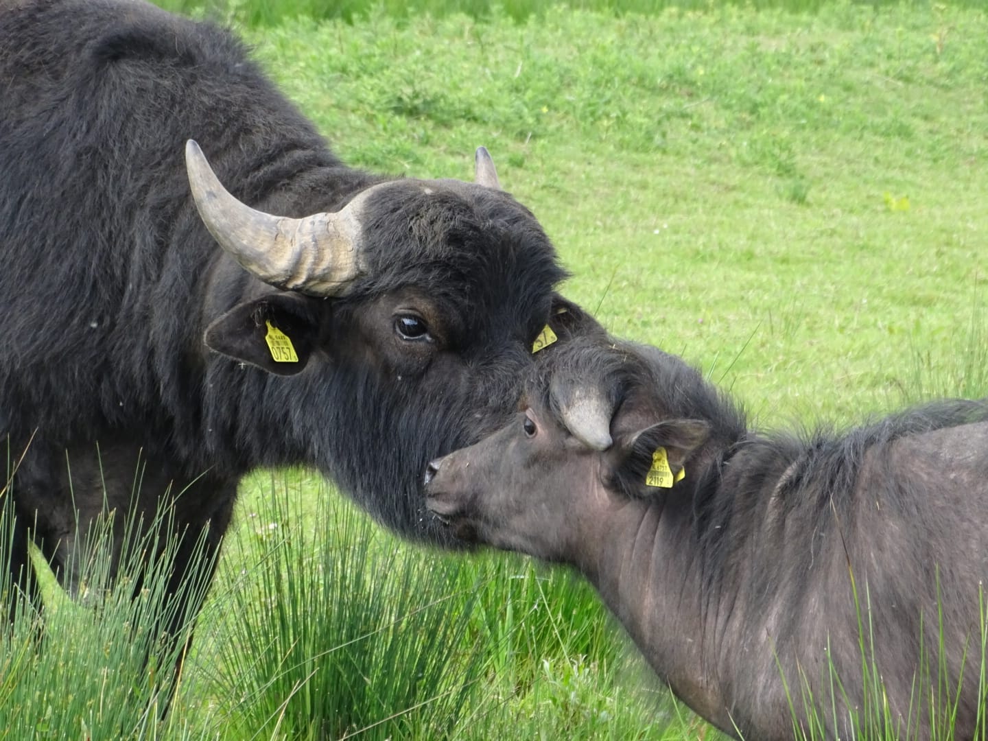 Waterbuffelstietje ontmoet koe