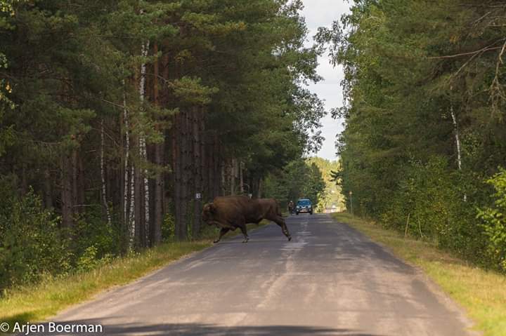 Wisent uit vrijlevende populatie steekt weg over in Polen (c) Arjen Boerman
