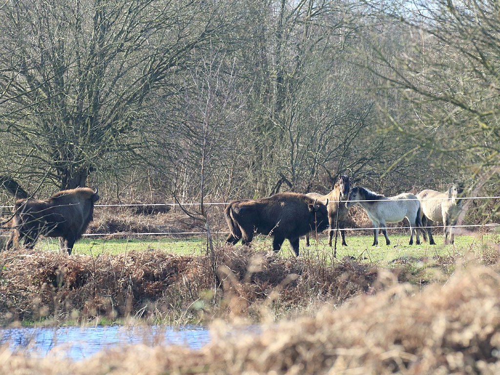 Aan de grens van het wengebied komt een groep koniks kennismaken