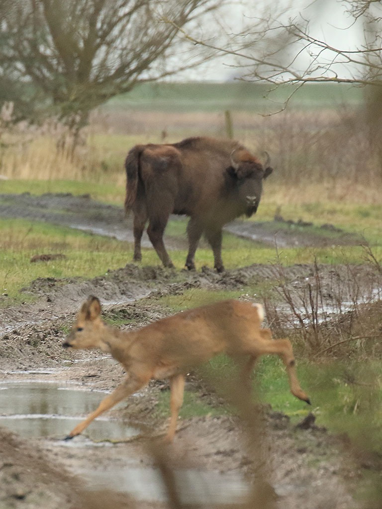 Wisent en ree ontmoeten elkaar 