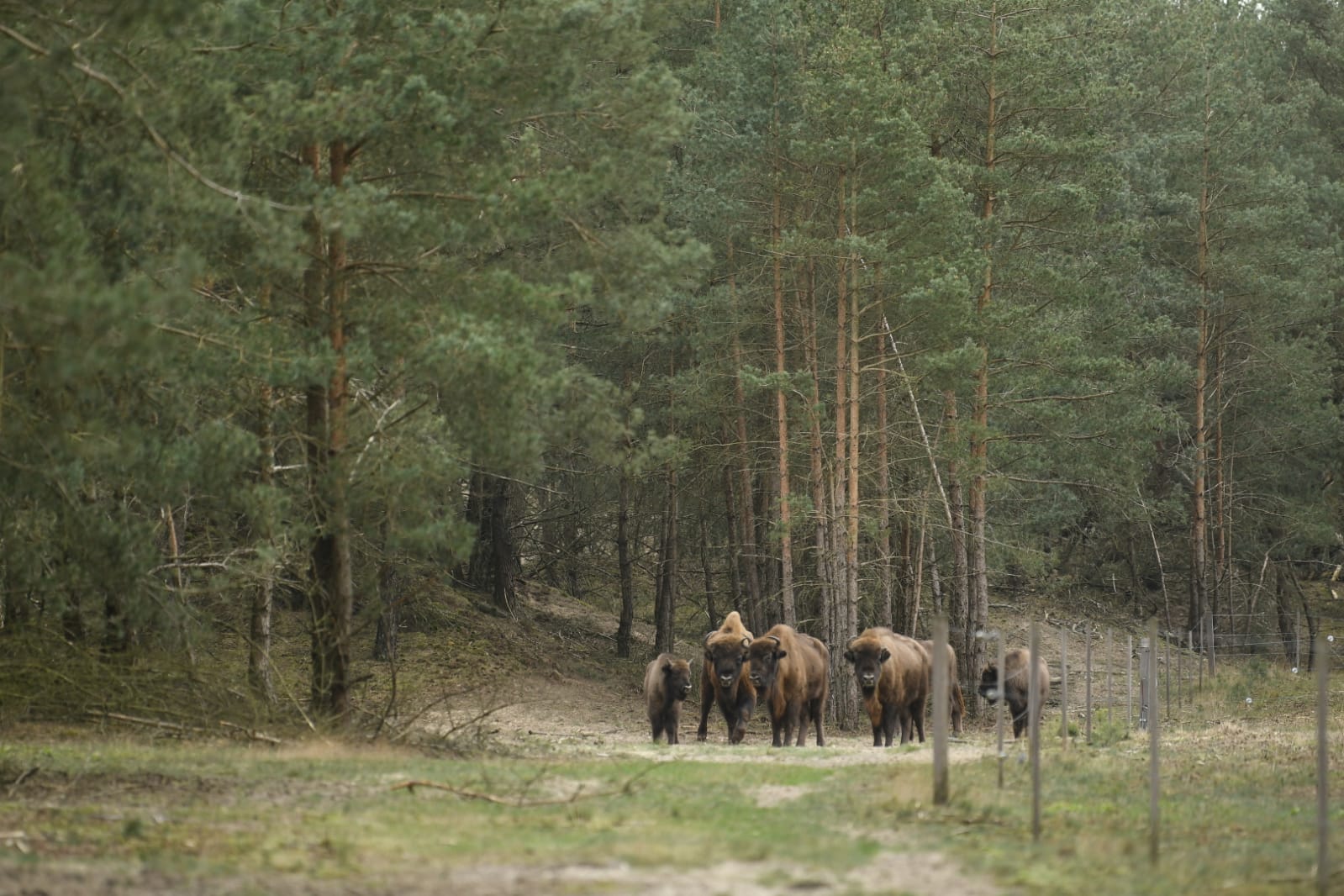 Wisentstier verkent samen met zijn nieuwe kudde zijn leefgebied op de Veluwe
