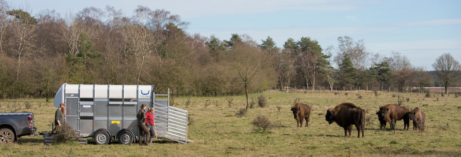 Wisentstier gelost op de Veluwe
