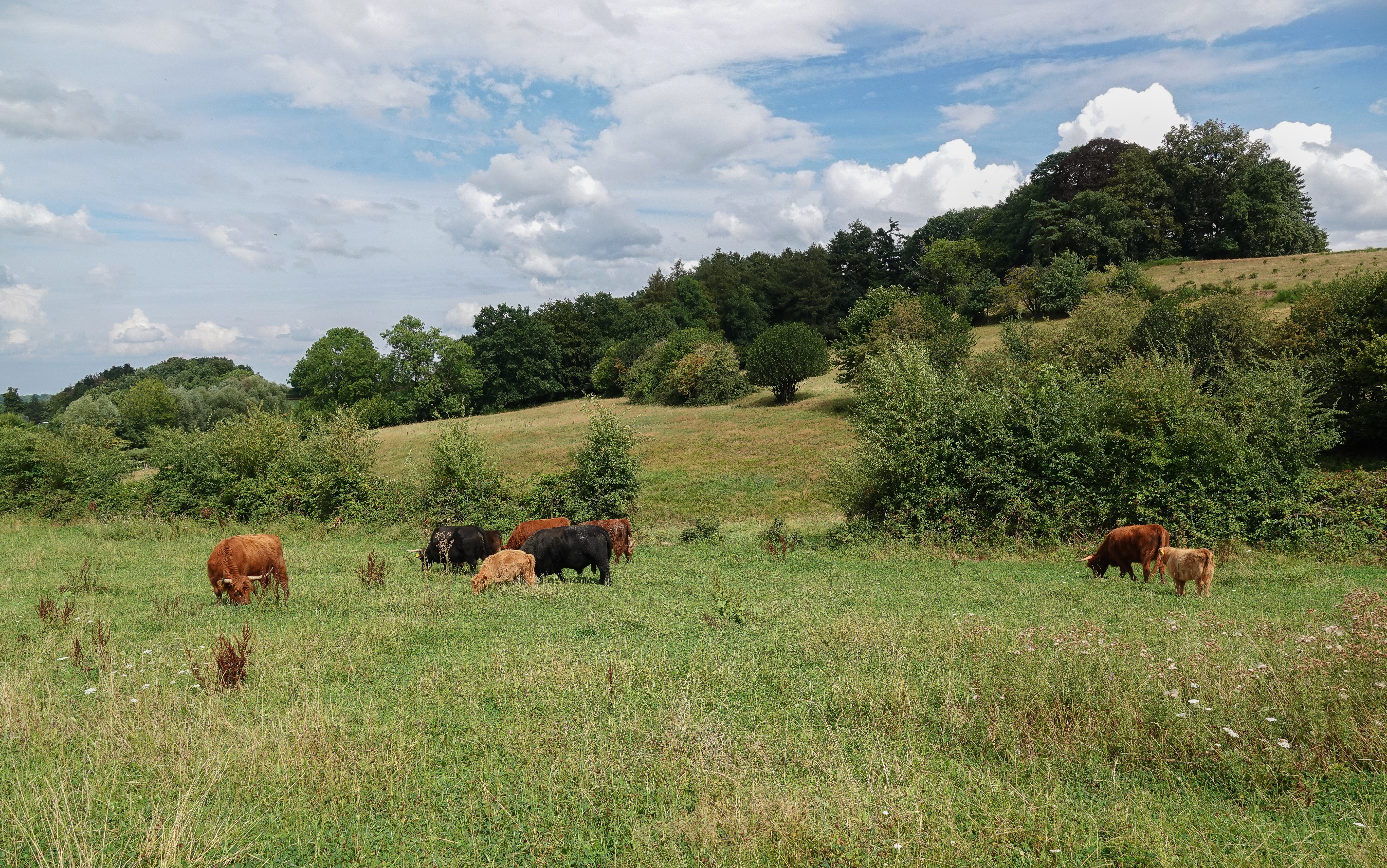 Schotse Hooglanders in het Drielandenpark