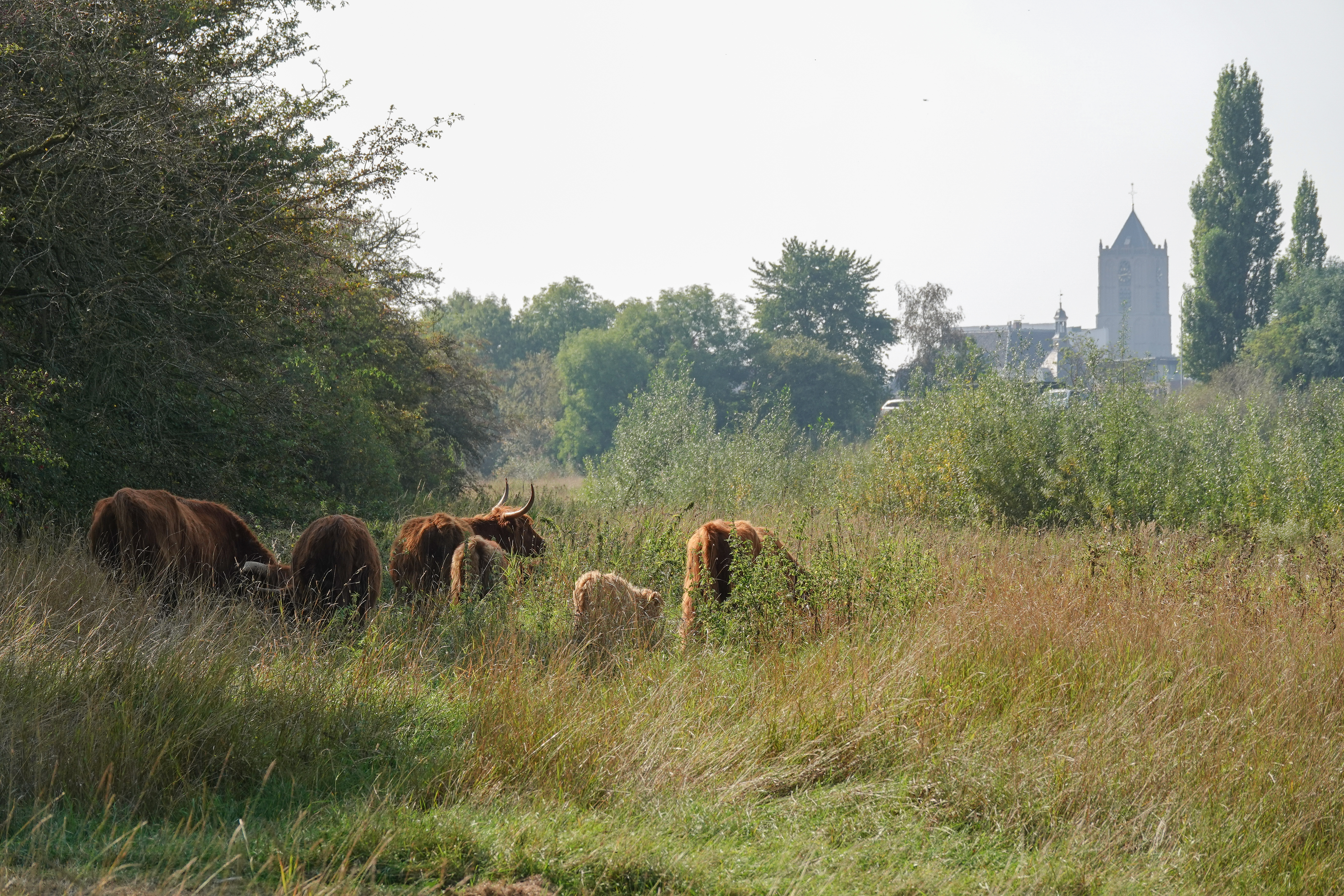 Deze Schotse Hooglanders gaan de biodiversiteit in het natuurgebied een sterke impuls geven.