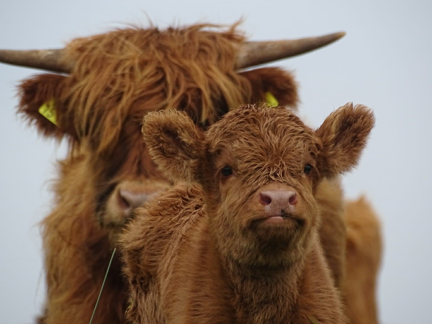 Schotse Hooglanders