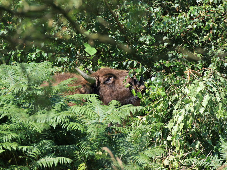 Wisent op de Slikken van de Heen. Foto: Esther Linnartz-Nieuwdorp