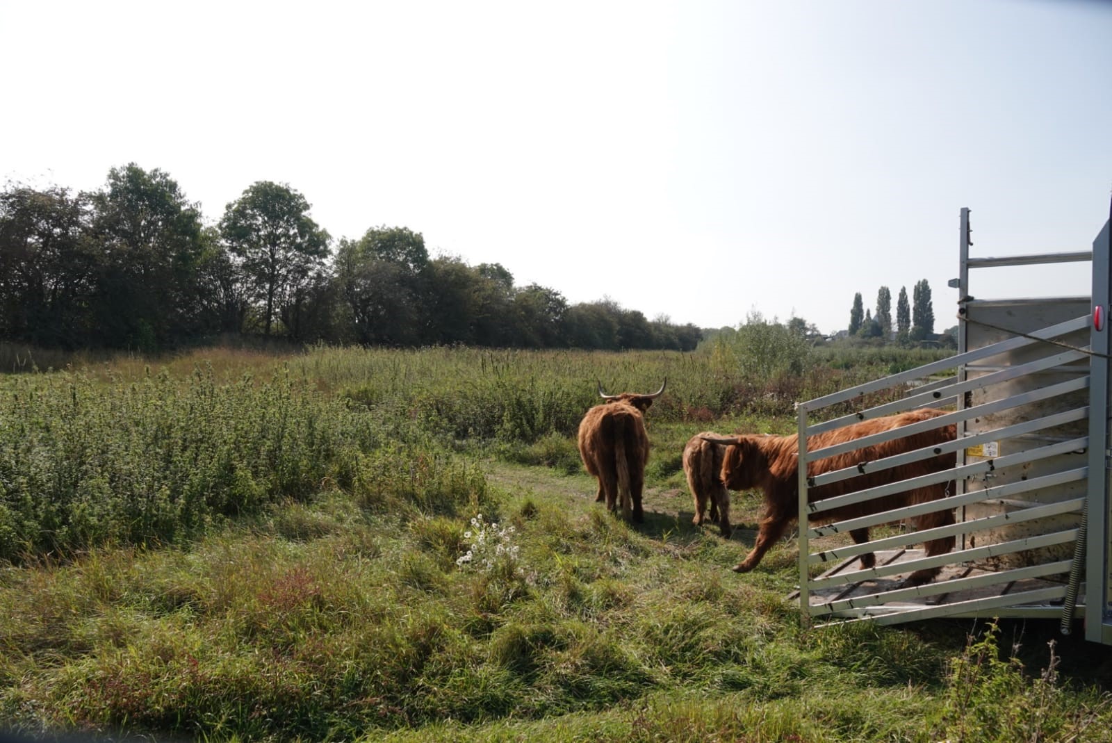 Schotse Hooglanders worden vrijgelaten in de Kleine Willemswaard