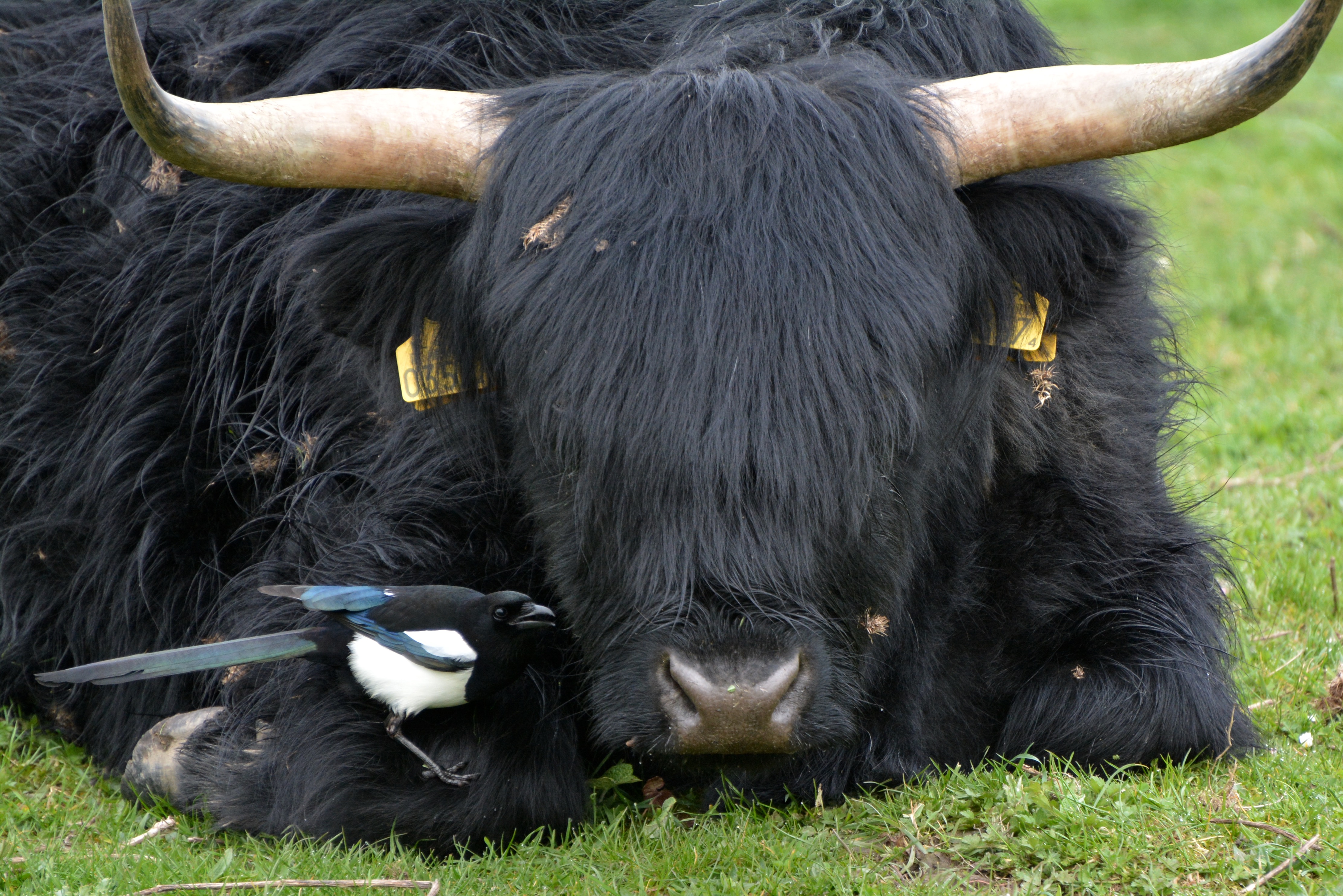 Vogels als bondgenoten van de grazers op de Staart