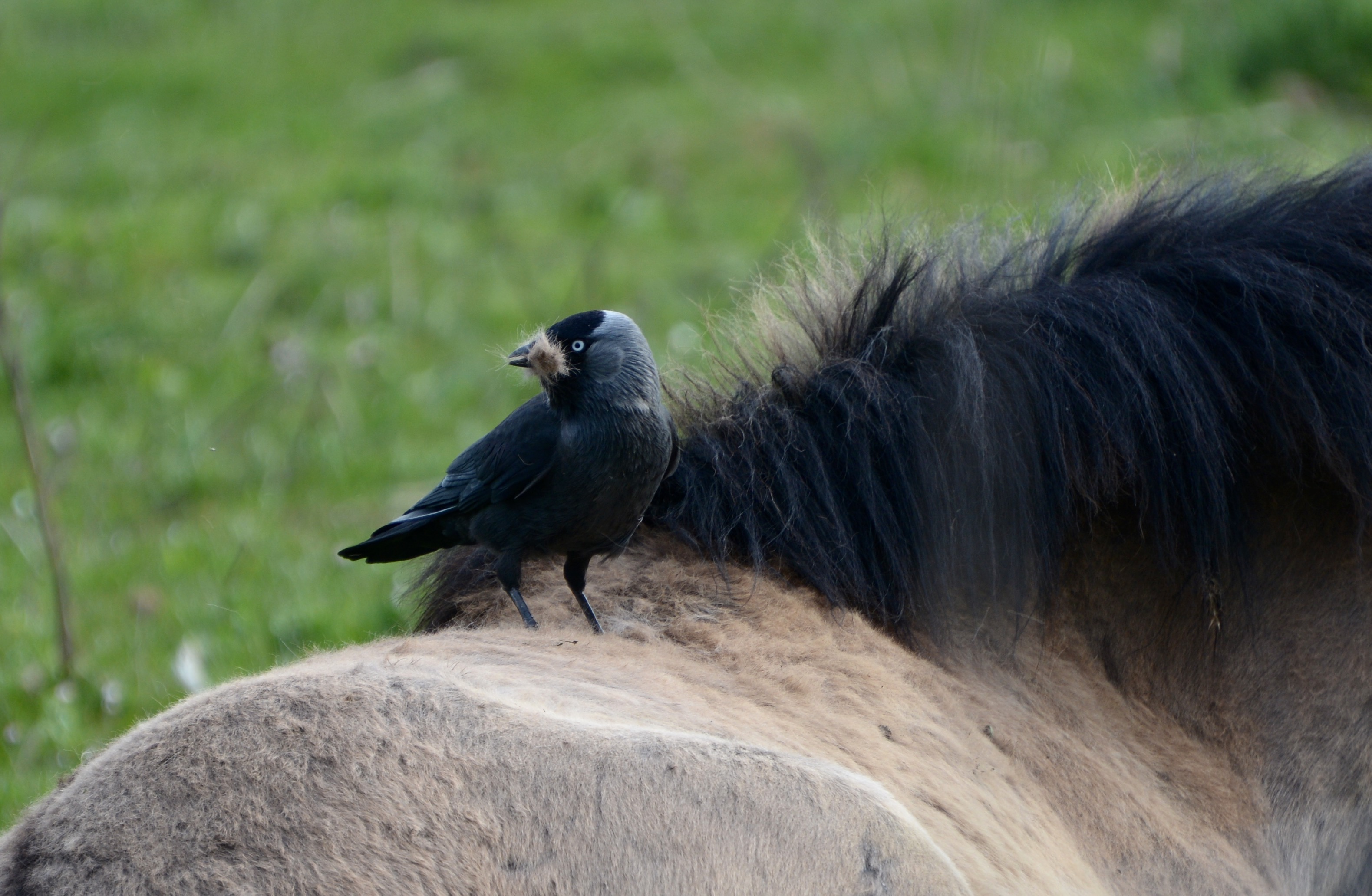 Vogels als bondgenoten van de grazers op de Staart
