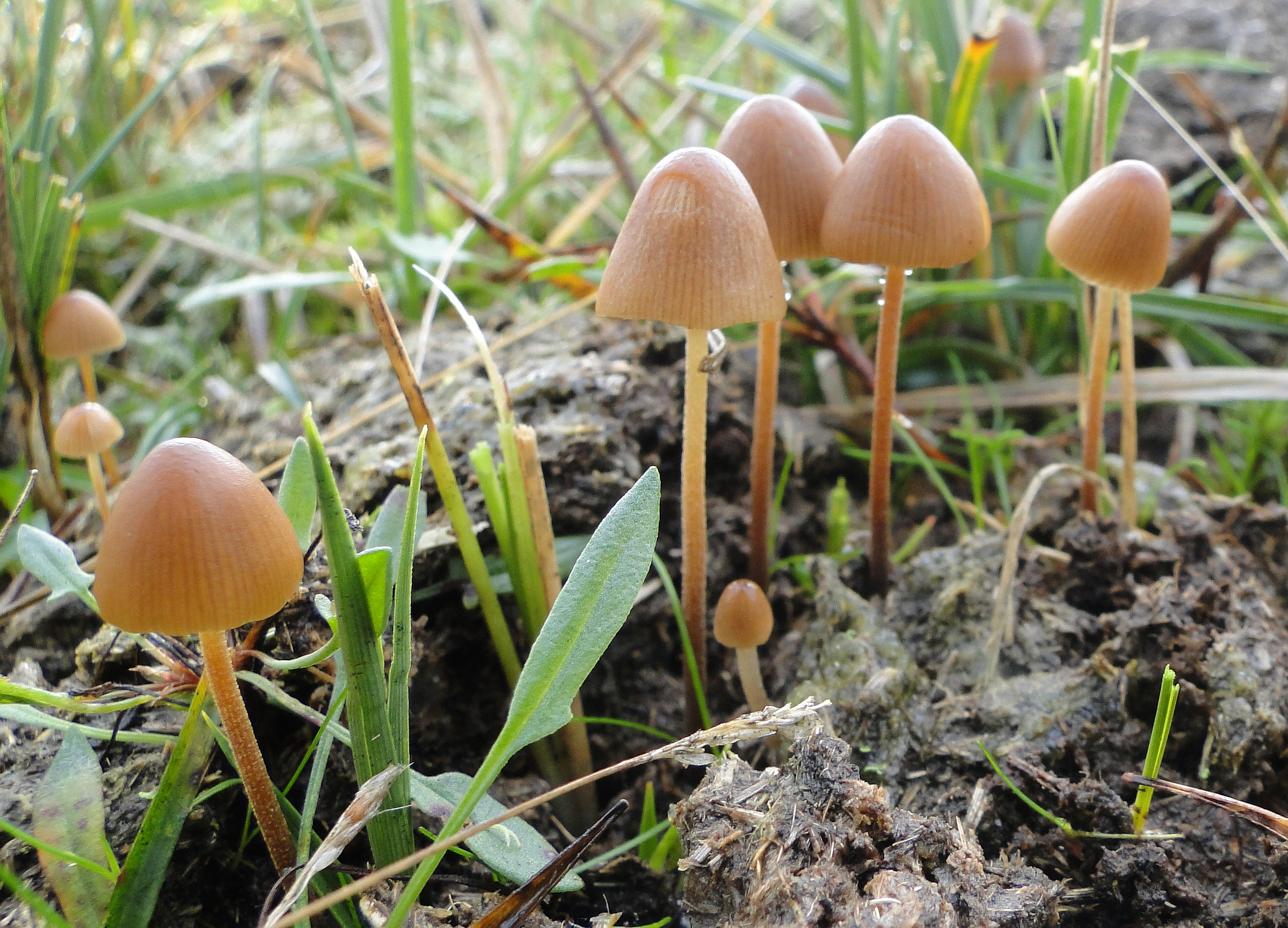 Figuur 3: Keutelkaalkopje (Psilocybe merdicola) op paardenvijgen. 