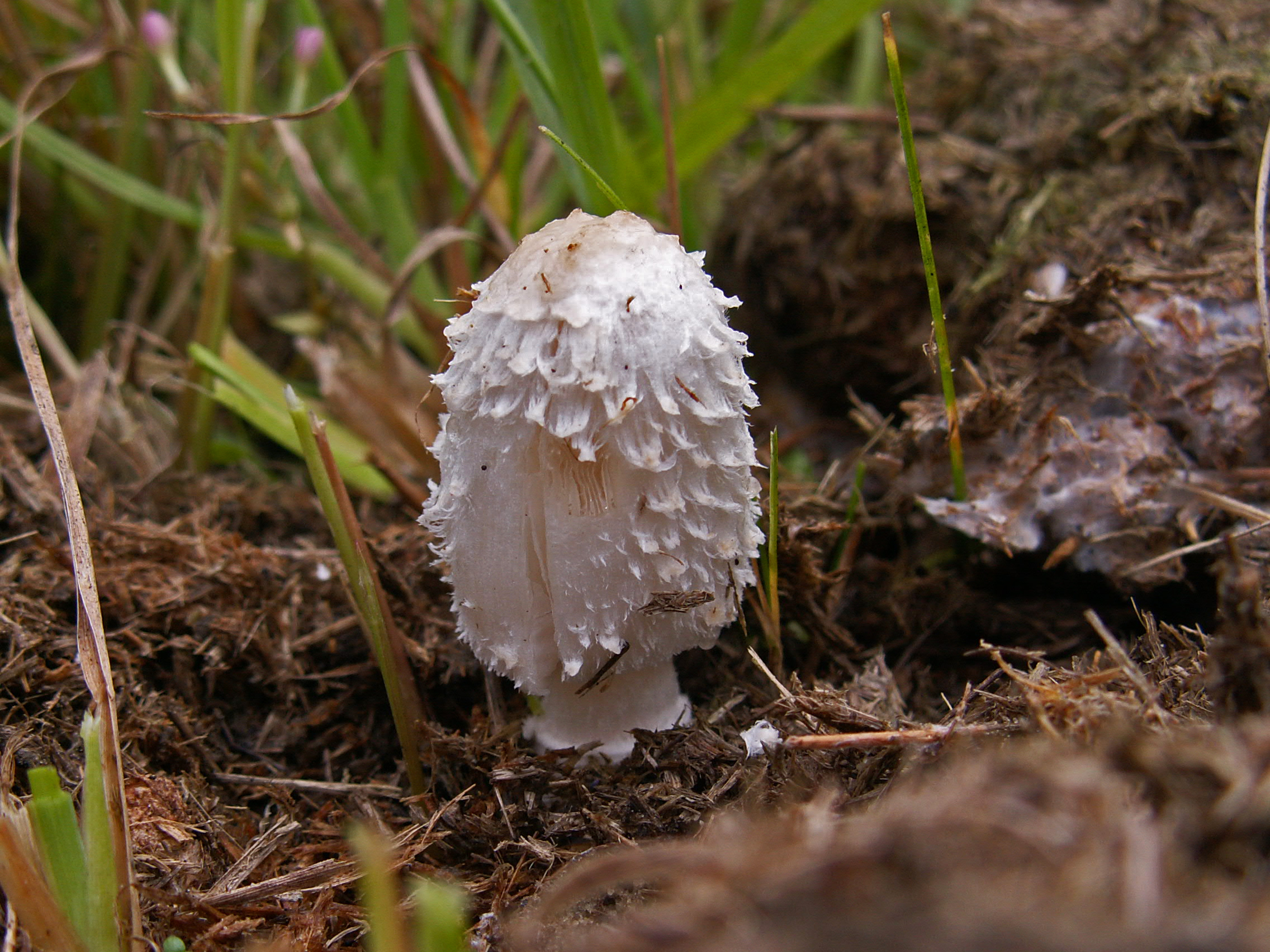 Figuur 1: Geringde inktzwam (Coprinus sterquilinus), een zeer zeldzame mestpaddenstoel die allergisch is voor gif en medicijnresten.